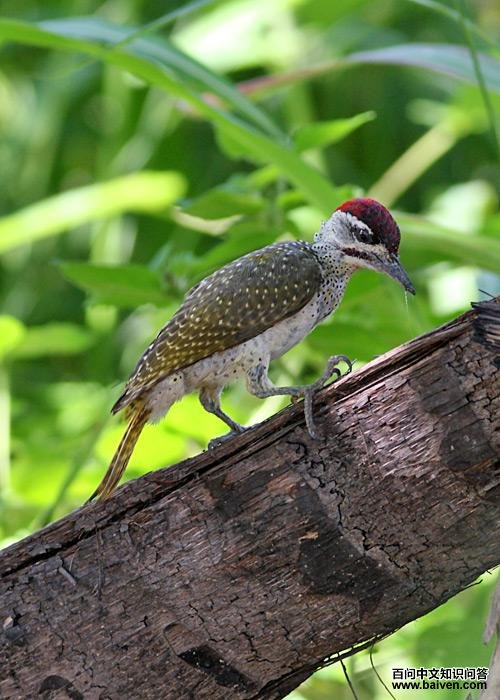 �����ľ���ͼƬ