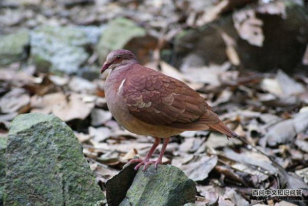 ������ͼƬ