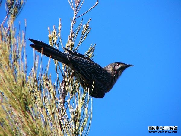 红垂蜜鸟 红垂蜜鸟的图片