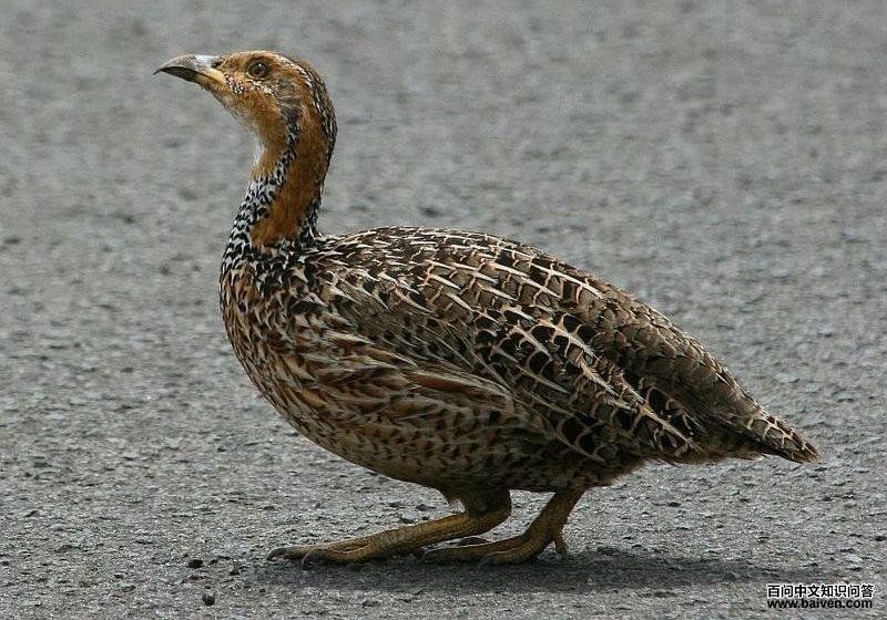 �������ͼƬ