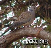 �׳����ͼƬ