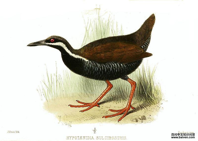 ���������ͼƬ