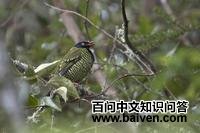 ���ʳ��ɡ��