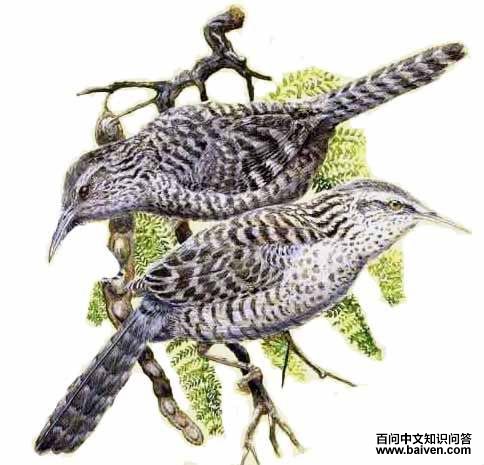 ����������ӵ�ͼƬ