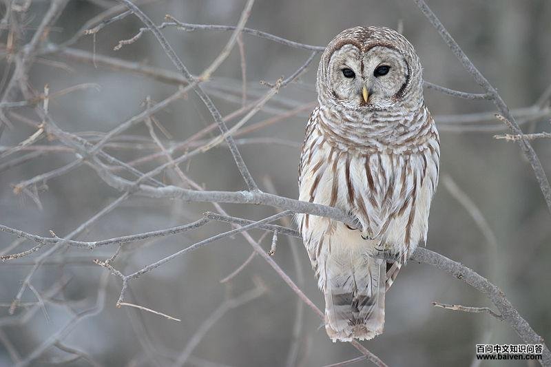 ������^��ͼƬ