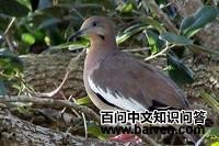 �׳ᰧ���ͼƬ