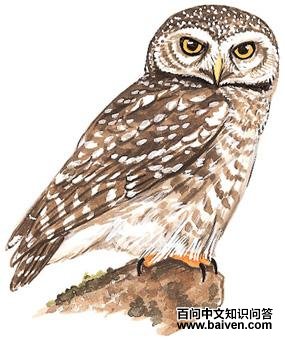 ��߸�С�^����̬����ͼ