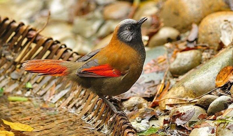 ��ɫ���̡����ߣ��ϴ档2011��11�¡�