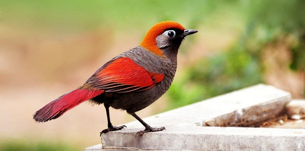 ��β���̡����ߣ���ٸ��