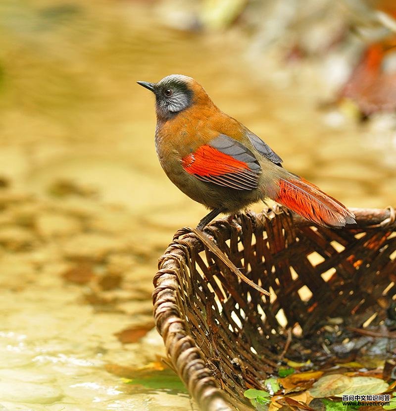 ��ɫ���̡����ߣ��ϴ档2011��11�¡�