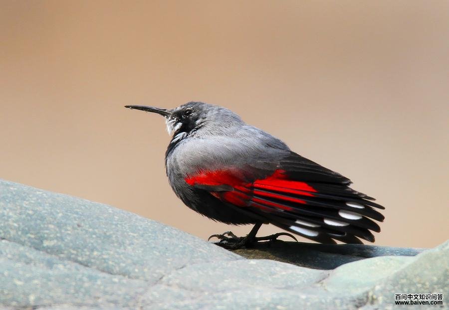 �������ȸ��ͼƬ