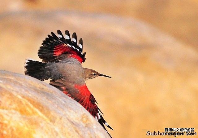 �������ȸ���Ƿ�ֳ��ͷ��մ�֣�����ӡ�ȣ�12�£�