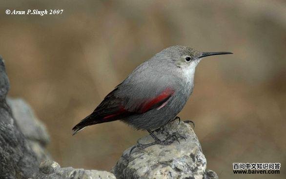 �������ȸ����������ӡ�ȣ�1�µף�