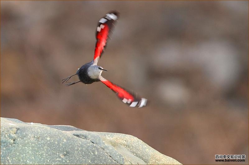 �������ȸ�������ա����ߣ�徳���2010��2�¡�