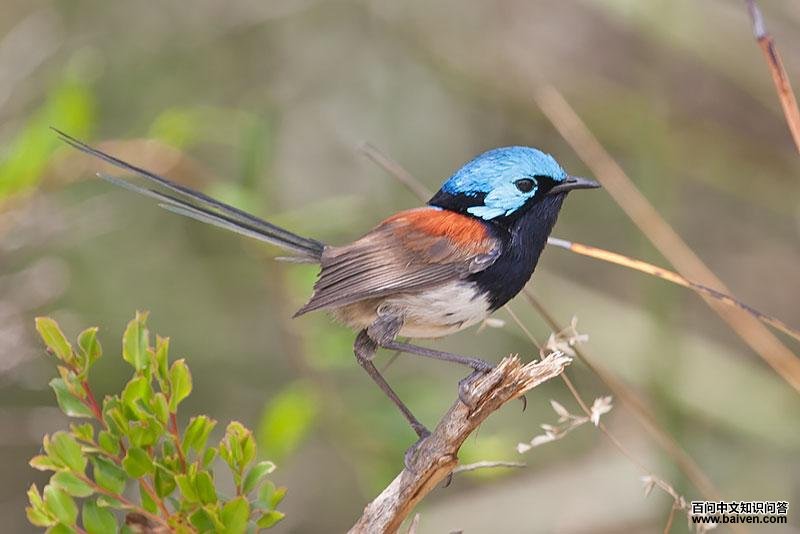 ���ϸβ��ݺ��ͼƬ