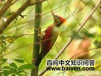 红翅绿啄木鸟 红翅绿啄木鸟的图片