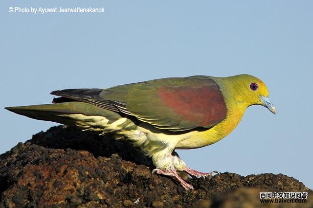 �������ͼƬ