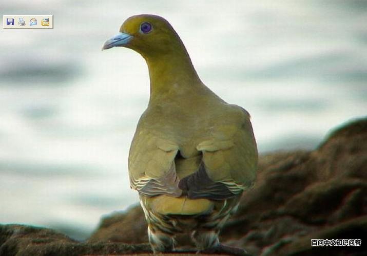 �����汎����