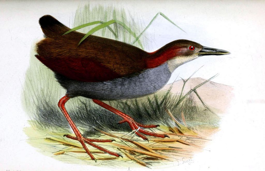 红翅林秧鸡 红翅林秧鸡的图片