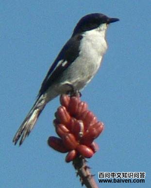 �׳�ߺ��l��ͼƬ