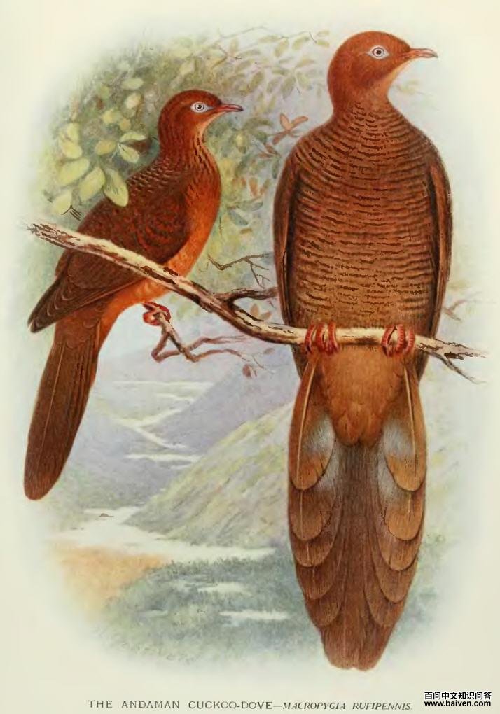 红翅鹃鸠 红翅鹃鸠的图片