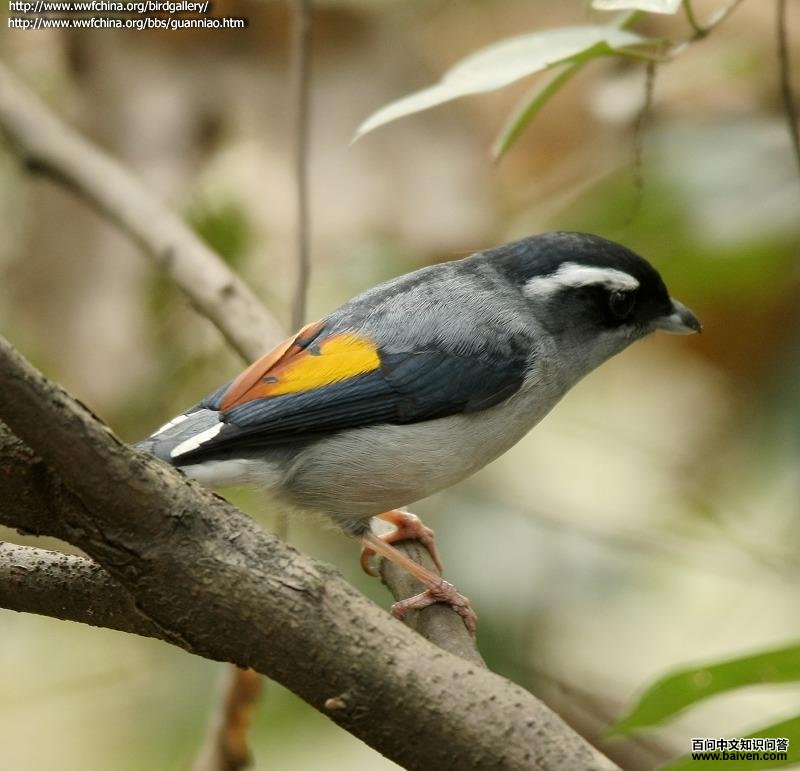 ����V�̵�ͼƬ