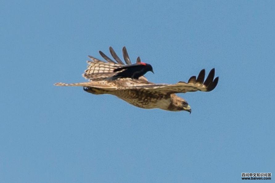 ����𿹥������