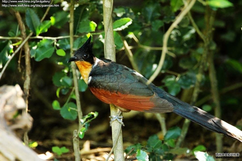 ����ͷ���ͼƬ