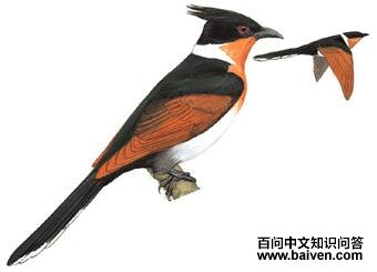 ����ͷ�飺��̬����ͼ