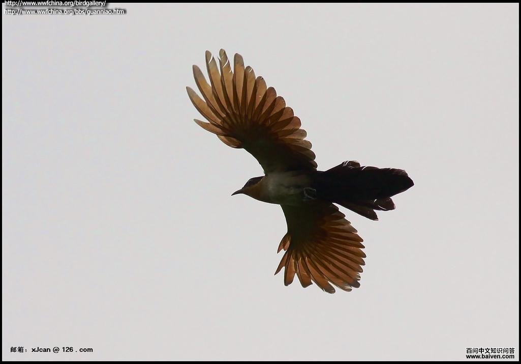 ����ͷ��