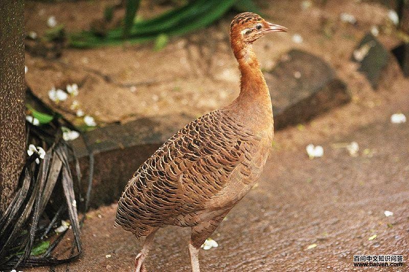 ���[����]��ͼƬ