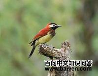 红背啄木鸟 红背啄木鸟的图片