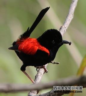 �챳ϸβ��ݺ��ͼƬ