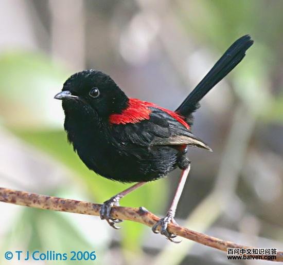 �챳ϸβ��ݺ������