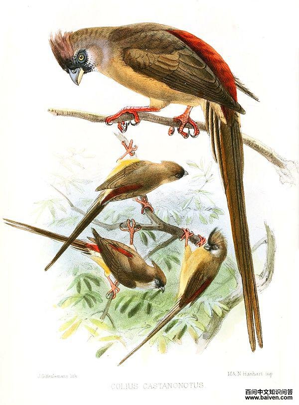红背鼠鸟 红背鼠鸟的图片