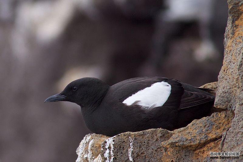 �׳�ߺ����ͼƬ