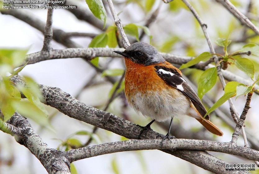 �챳��β��ͼƬ