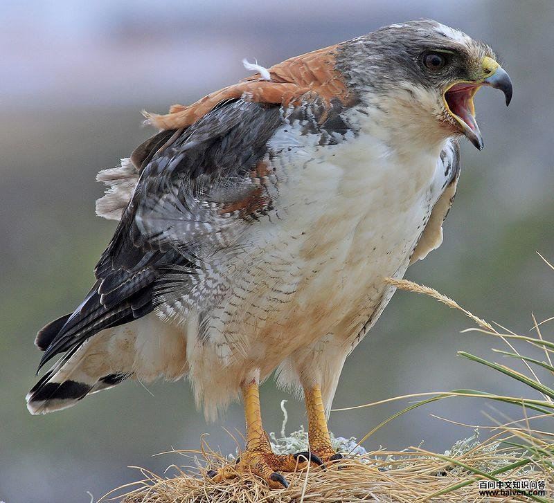 �챳�\��ͼƬ