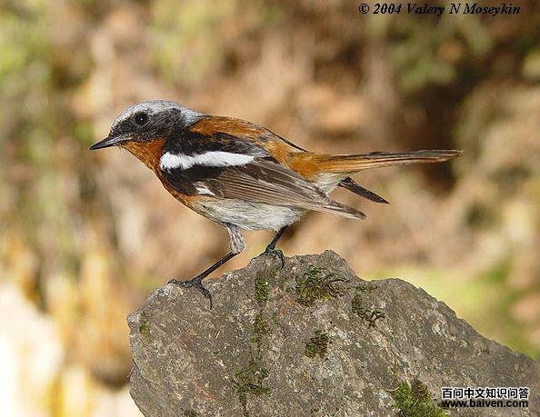 �챳��β𶣺�������ڶ���˹��