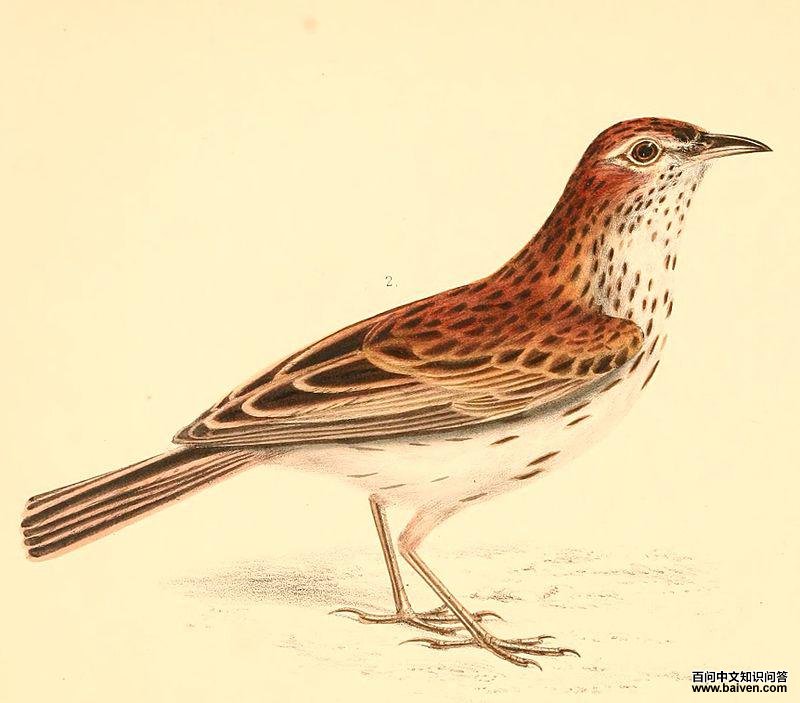 �챳������ͼƬ