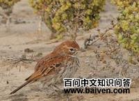 �챳�����