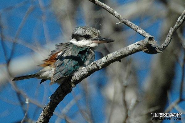 �챳����ͼƬ