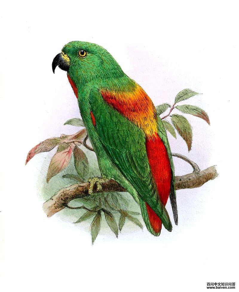 红背短尾鹦鹉 红背短尾鹦鹉的图片