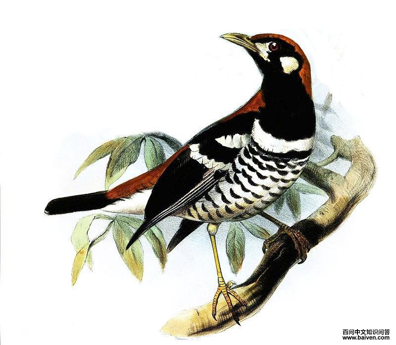 红背地鸫 红背地鸫的图片