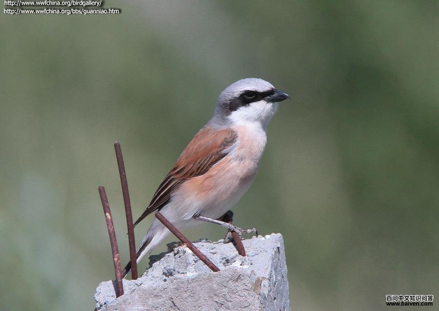 �챳���͵�ͼƬ