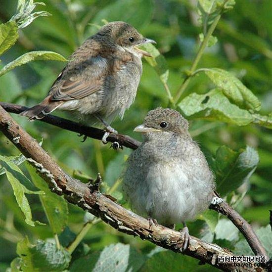 �챳���ͣ��������ڶ���˹��