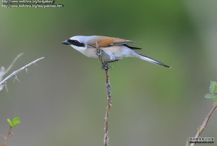 �챳���ͣ����������½���