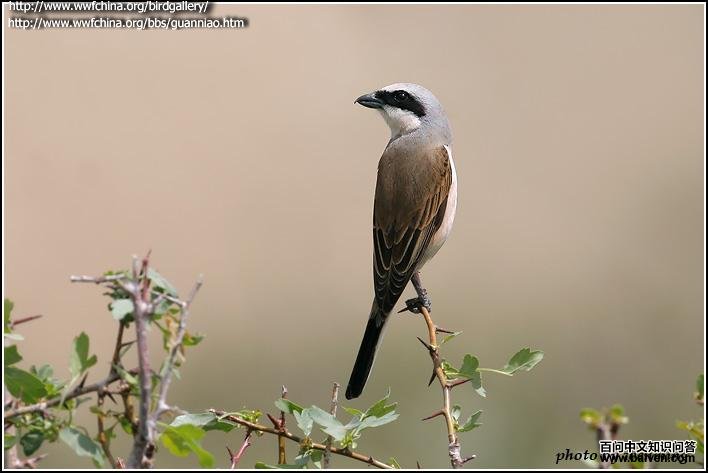 �챳���ͣ����������½���