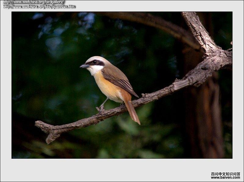 �챳���ͣ����������½���