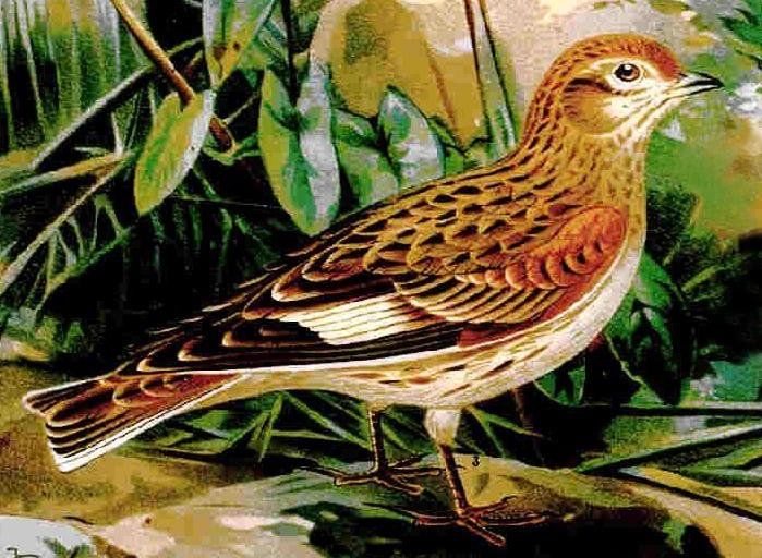 �׳�����ͼƬ